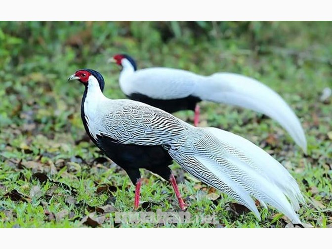 Trĩ trắng - loài chim tuyệt đẹp có tài giao phối "thiên hạ vô địch"