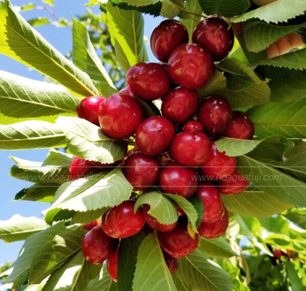 Cherry Mỹ thu hoạch vào tháng mấy ?