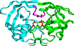 Bán nguyên liệu enzyme Protease dạng bột, dạng dịch