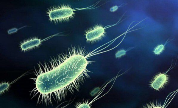 Bán men Lactobacillus acidophilus bổ sung lợi khuẩn cho hệ tiêu hóa